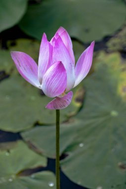  Pembe su zambağı (Nymphaea sp. ), Bali adasında. Ubud, Endonezya