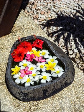 Frangipani bitkisi, nosegaytree, (Plumeria alba)        