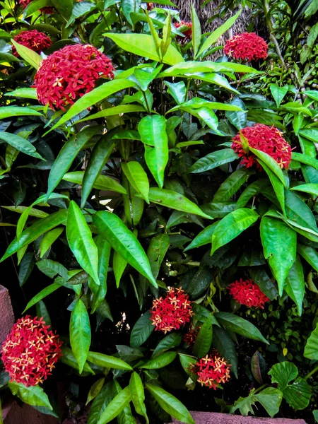 Jungle Geranium Jungle Flame Ixora Coccinea Květinová Červená Okrasná Rostlina — Stock fotografie