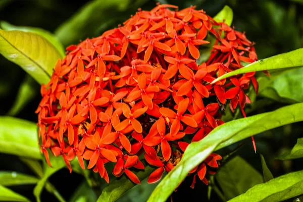 Gerânio Selva Chama Selva Ixora Coccinea Planta Ornamental Vermelha Flor — Fotografia de Stock