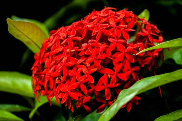 Jungle Geranium Jungle Flame Ixora Coccinea Květinová Červená Okrasná Rostlina — Stock fotografie
