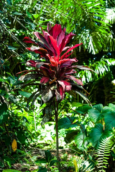 Nebo Good Luck Plant Cordyline Fruticosa Tropický Deštný Prales Ubud — Stock fotografie