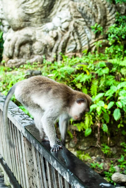 Sacred Monkey Forest Sanctuary Padangtegal Ubud Bali Indonesia — Stock Photo, Image