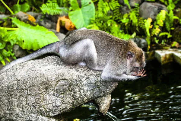 Santuario Del Bosque Monos Sagrados Padangtegal Ubud Bali Indonesia — Foto de Stock