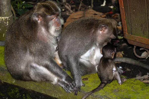 Santuario Del Bosque Monos Sagrados Padangtegal Ubud Bali Indonesia — Foto de Stock