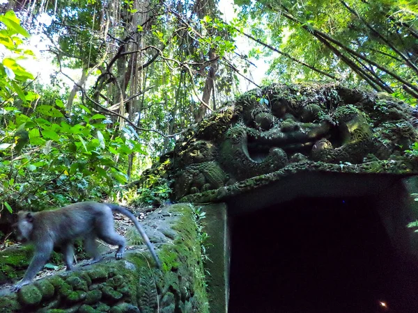 Sanctuaire Forêt Singes Sacrés Padangtegal Ubud Bali Indonésie — Photo