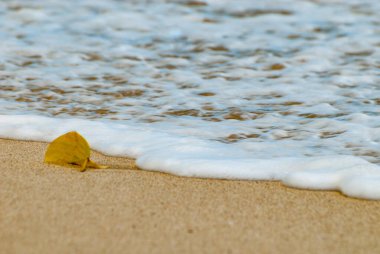 Endonezya 'nın Bali Adası, Canggu sahilinde yüzen sarı yaprak..