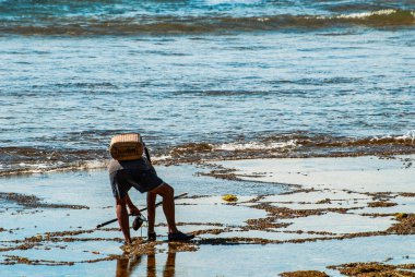 Canggu, Bali Adası, Endonezya 'da gün batımında deniz tarağı kazmak