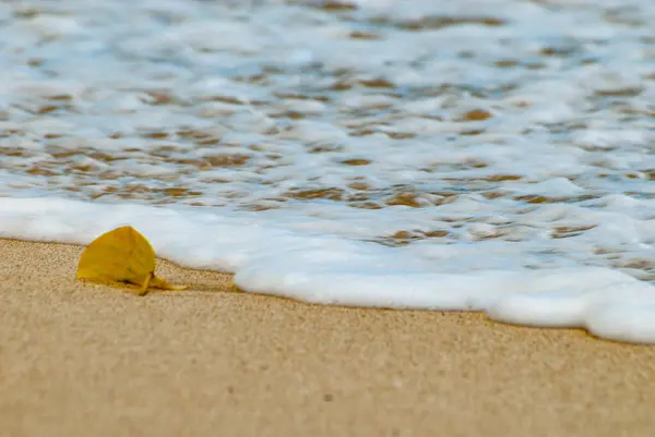 印度尼西亚巴厘岛Canggu海滩上漂浮的黄叶 — 图库照片