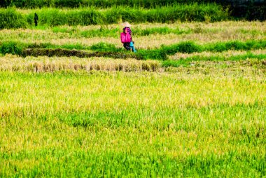 Pirinç çiftçisi, Endonezya, Bali, Ubud yakınlarında sıcak güneşli bir sabah erken saatlerde pirinç tarlalarında çalışır.