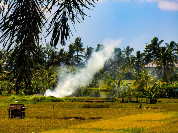 Rijstvelden Een Warme Zonnige Vroege Ochtend Nabij Ubud Bali Indonesië — Stockfoto