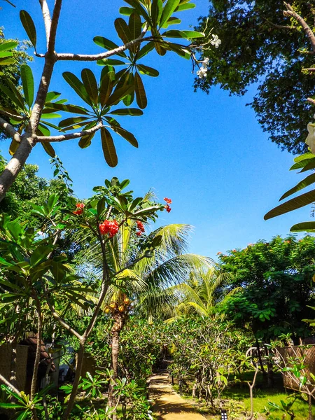 Gili Gili Gili Adası Lombok Bali Endonezya Bir Bahçede Bir — Stok fotoğraf