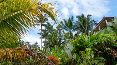 BALI APRIL 2024 - Endonezya 'nın Bali köyü yakınlarında yeşil pirinç teraslı güzel manzara