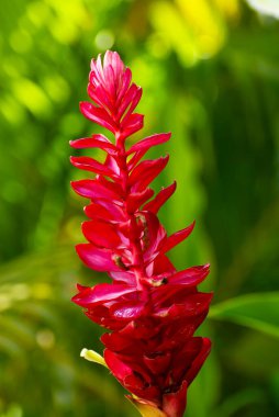 Kırmızı Ginger zencefil bitki üzerinde büyüyen çiçek