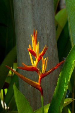 Sarı papağan çiçeği, Heliconia