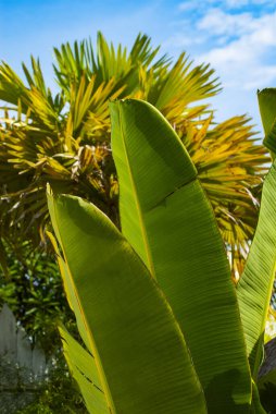 güzel yeşil muz yaprakları