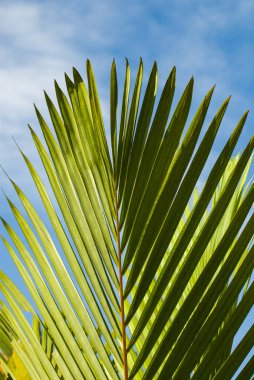 Bir palmiye yaprağı. WASHINGTONYA FILIFERA