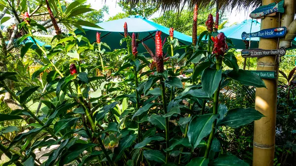 Cabeza Roja India Flor Jengibre Jardín — Foto de Stock