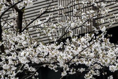 Japonya, Nisan 2024: Sakura, Tokyo 'da kiraz çiçekleri