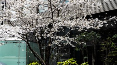 Japonya, Nisan 2024: Sakura, Tokyo 'da kiraz çiçekleri