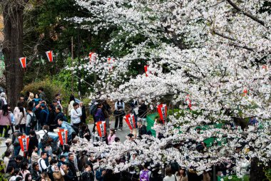 Tokyo, Japonya Nisan 2024: Ueno, Tokyo, Japonya 'da kiraz çiçeği