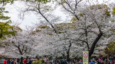 Tokyo, Japonya Nisan 2024: Ueno, Tokyo, Japonya 'da kiraz çiçeği