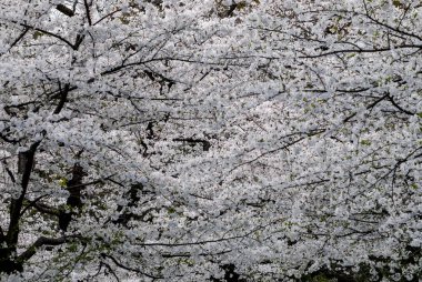 Tokyo, Japonya Nisan 2024: Ueno, Tokyo, Japonya 'da kiraz çiçeği