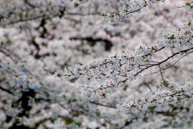 Tokyo, Japonya Nisan 2024: Ueno, Tokyo, Japonya 'da kiraz çiçeği