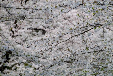 Tokyo, Japonya Nisan 2024: Ueno, Tokyo, Japonya 'da kiraz çiçeği