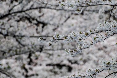 Tokyo, Japonya Nisan 2024: Ueno, Tokyo, Japonya 'da kiraz çiçeği