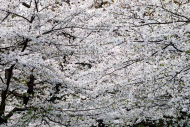 Tokyo, Japonya Nisan 2024: Ueno, Tokyo, Japonya 'da kiraz çiçeği