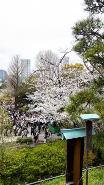 Tokyo, Japonya Nisan 2024: Ueno, Tokyo, Japonya 'da kiraz çiçeği