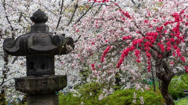 Tokyo, Japonya Nisan 2024: Ueno, Tokyo 'da Pembe Kiraz Çiçeği, Japonya