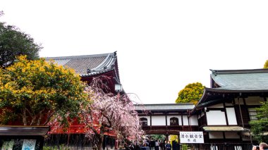 Tokyo, Japonya Nisan 2024: Tokyo 'nun Ueno' daki en eski tapınağı Kiyomizu Kannon-do, 1631 yılında tamamlandı.