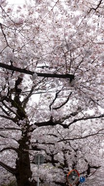 KYOTO, JAPAN Nisan 2024: Arkadan panama şapkalı genç kız Kyoto 'da Felsefe Yolu boyunca kiraz çiçeklerine bakıyor