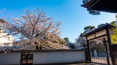 JAPAN, TOKYO  April 2024: Sakura, cherry blossoms in full bloom in Ginza Sakura dori street, Ginza District, Tokyo, Japan clipart