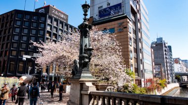 JAPAN, TOKYO Nisan 2024: Sakura, kiraz çiçekleri Ginza Sakura Dori Caddesi, Ginza Bölgesi, Tokyo, Japonya