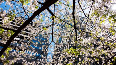 JAPAN, TOKYO Nisan 2024: Sakura, kiraz çiçekleri Ginza Sakura Dori Caddesi, Ginza Bölgesi, Tokyo, Japonya