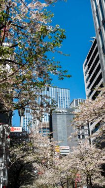 JAPAN, TOKYO Nisan 2024: Sakura, kiraz çiçekleri Ginza Sakura Dori Caddesi, Ginza Bölgesi, Tokyo, Japonya