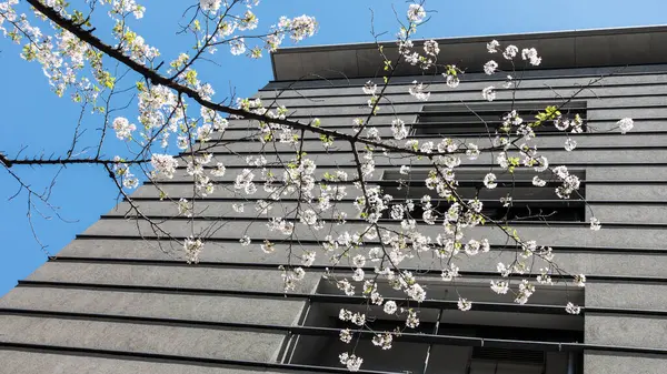 Japonya 'da bahar, Shibuya, Tokyo, Japonya boyunca kiraz ağaçları