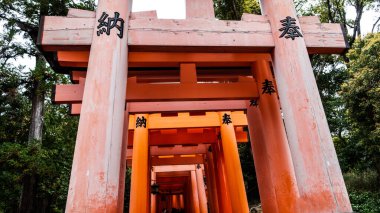 JAPAN, KYOTO Nisan 2024: Kyoto Japonya 'daki Fushimi Inari Taisha' da sakura, kiraz çiçeği 