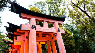 JAPAN, KYOTO Nisan 2024: Kyoto Japonya 'daki Fushimi Inari Taisha' da sakura, kiraz çiçeği 