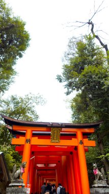 JAPAN, KYOTO Nisan 2024: Kyoto Japonya 'daki Fushimi Inari Taisha' da sakura, kiraz çiçeği 