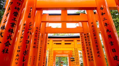 JAPAN, KYOTO Nisan 2024: Kyoto Japonya 'daki Fushimi Inari Taisha' da sakura, kiraz çiçeği 