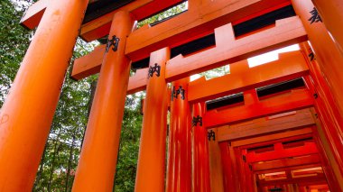 JAPAN, KYOTO Nisan 2024: Kyoto Japonya 'daki Fushimi Inari Taisha' da sakura, kiraz çiçeği 