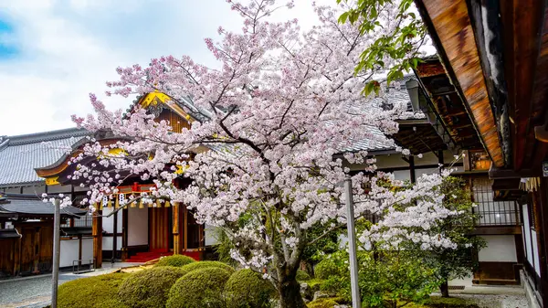 stock image JAPAN, KYOTO  April 2024:sakura, cherry blossom at Fushimi Inari Taisha in Kyoto Japan 