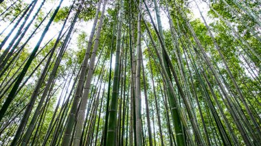 JAPAN, KYOTO Nisan 2024: Japonya 'da Kyoto yakınlarındaki bambu ormanı olan Arashiyama' yı geçmekte olan tanınmayan insanlar