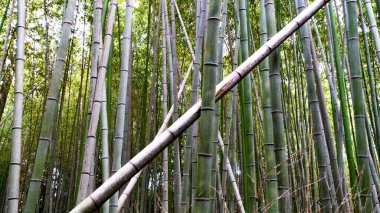 JAPAN, KYOTO Nisan 2024: Japonya 'da Kyoto yakınlarındaki bambu ormanı olan Arashiyama' yı geçmekte olan tanınmayan insanlar