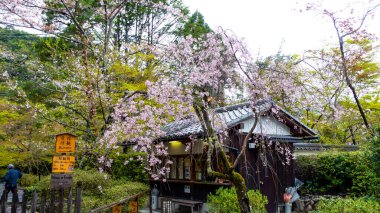 JAPAN, KYOTO Nisan 2024: Nison-in Tapınağı, Sagaogurayama Oguracho, Ukyo Ward, Kyoto, Japonya 'daki sakin bir ormandaki Budist tapınağı