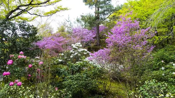 Stock image JAPAN, KYOTO April 2024:  arbutus unedo (strawberry tree) closeup image in the garden with of Daihonzan Tenryuji Temple in Kyoto